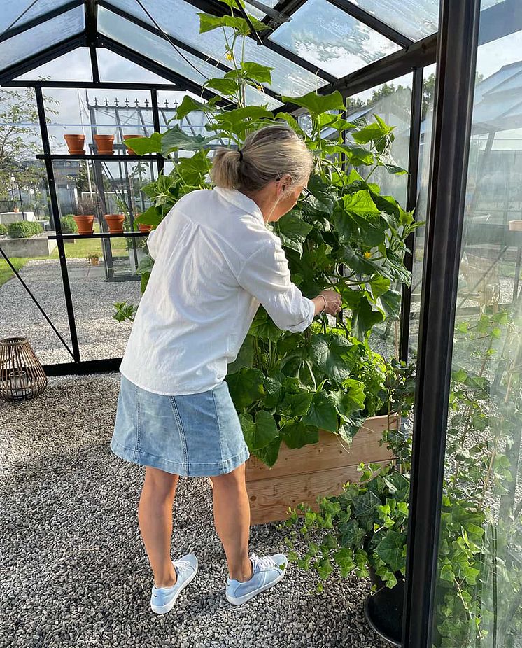 Anette gurkplantor