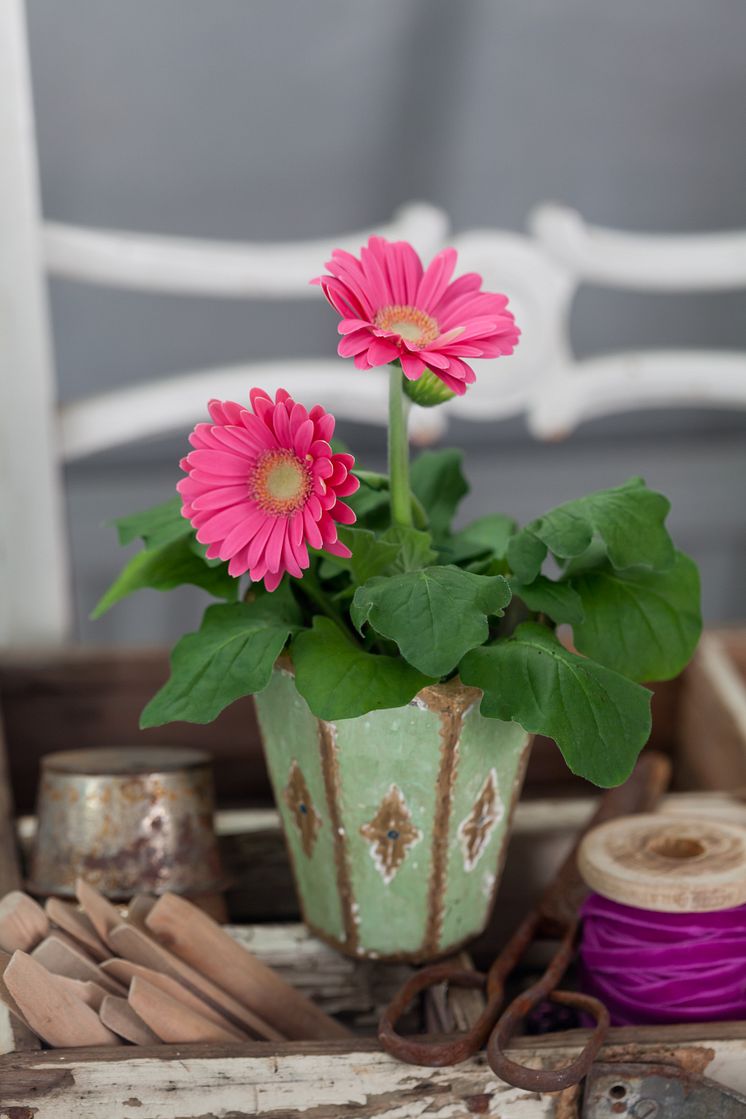 Gerbera, Gerbera x cantabrigiensis är en elegant färgklick