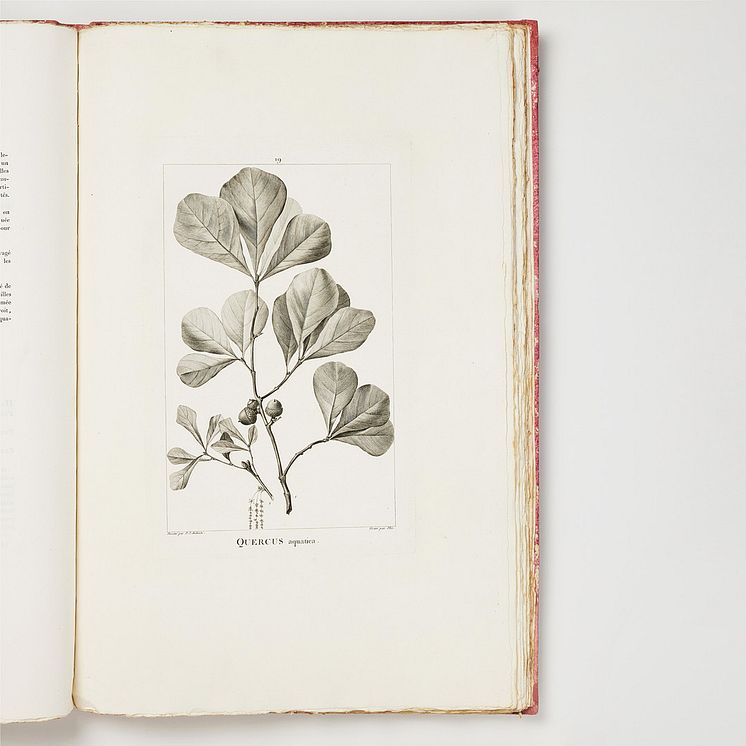 Monograph on American Oaks, Michaux