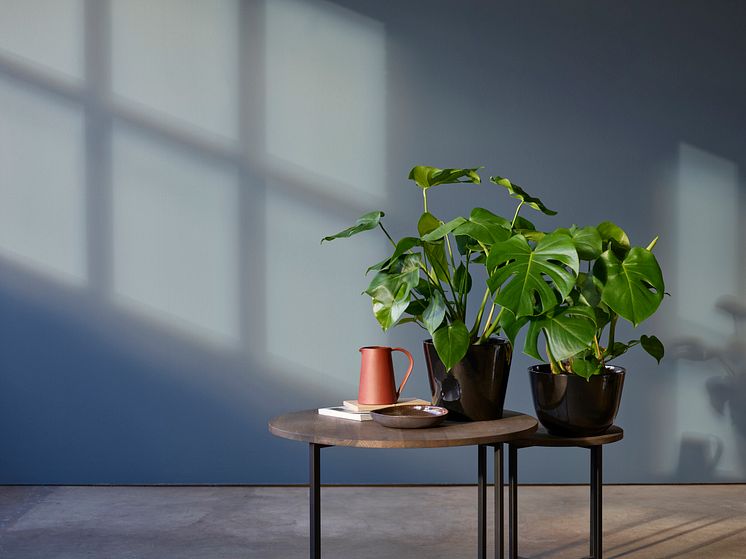Monstera