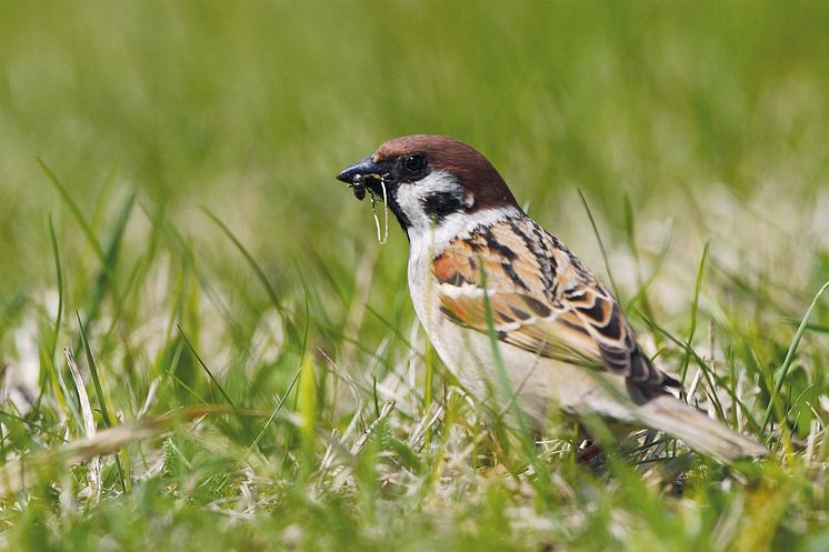 Feldsperling_Copyright Hans Glader_300dpi_cmyk