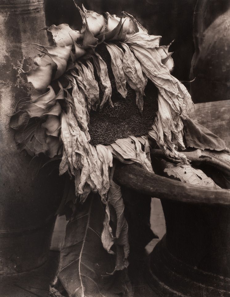Edward Steichen, Dead Sunflower, ca. 1920.jpg