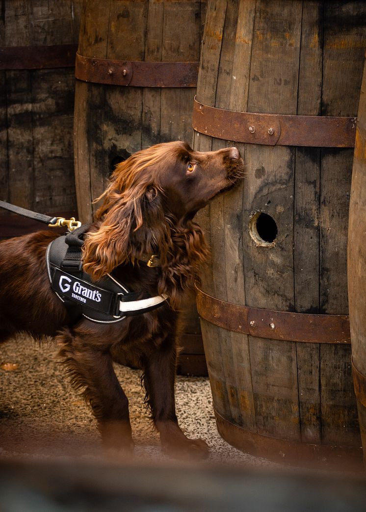 Hunden Rocco ansvarar för kvaliteten på Grant's whisky
