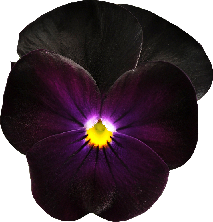 Viola (Tricolor-Gruppen) SORBET-SERIEN 'Blackberry'