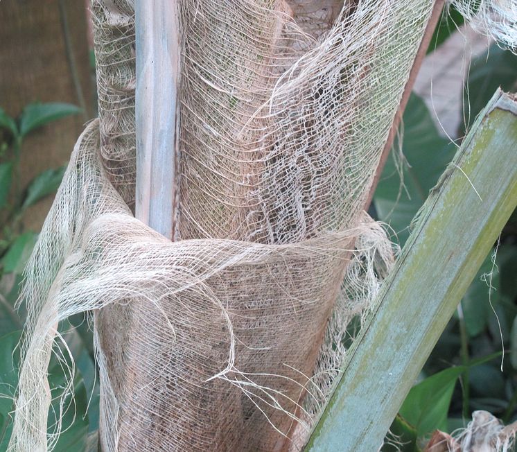 Kokospalm är rik på fibrer