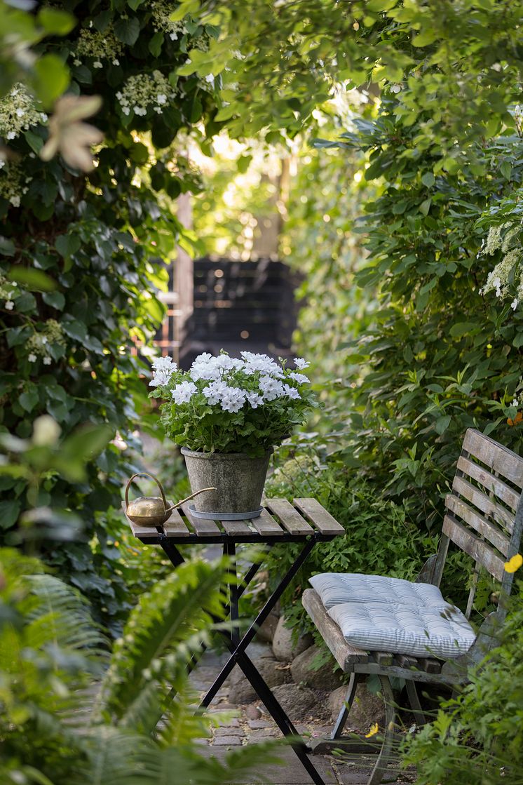 Pelargoner i trädgården