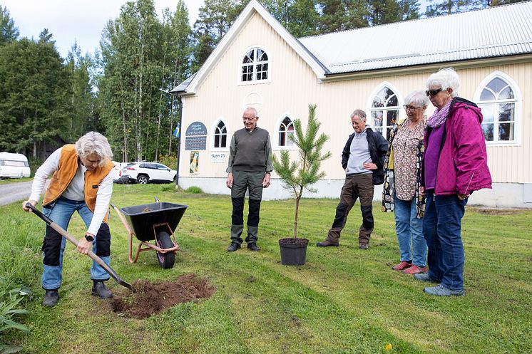 Sara-tallen_Hjoggböle