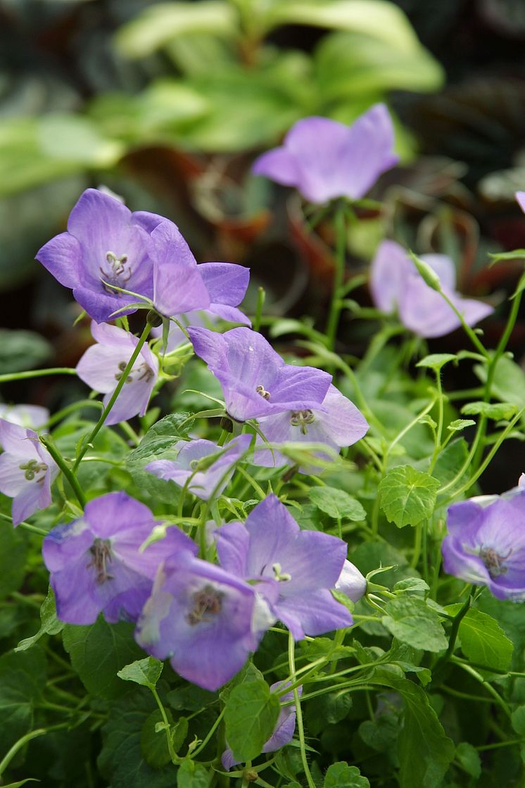 Campanula sommarblomma