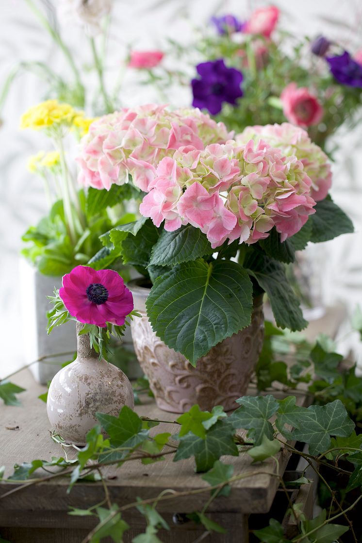 Hortensia och anemoner