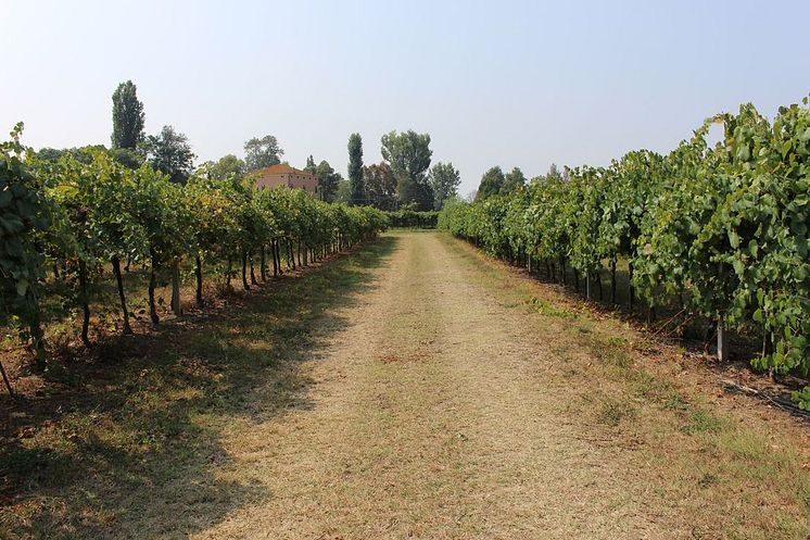 carafoli-vineyard.jpeg