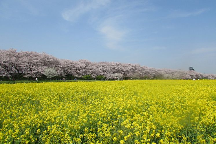 Satte Gongendo’s bank of cherry trees