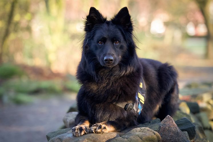 Årets Tjänstehund 2024 Garegårdens Gino Foto Hanna Nilsson.jpg