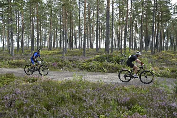 Cykelvasan Öppet Spår 2022 blommande ljung