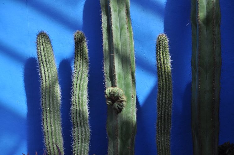 Suckulenter i härlig färgkombination, del av utställningen Kaktus i kubik signerad Växtverket.