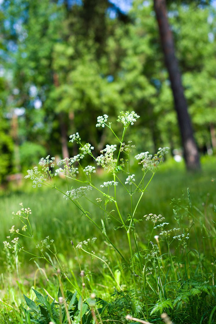 Områdesbild från Folkets Park