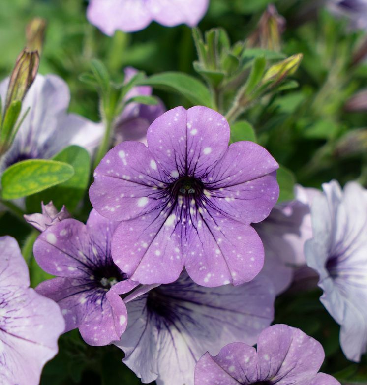 Petunia LavenderSky 