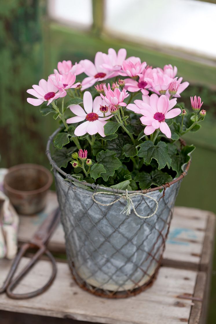 Cineraria, Pericallis ´Todaisy´, i zinkkruka