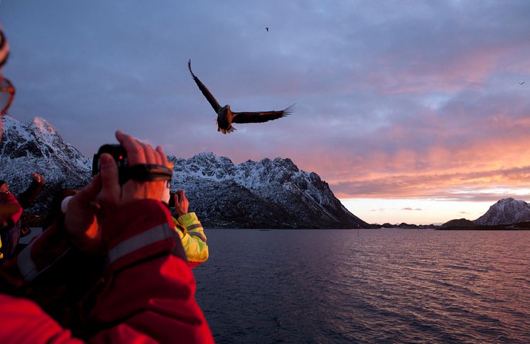 Sea eagle safari in Trollfjord  - Photo Johnny Mazzilli - nordnorge.com.jpg
