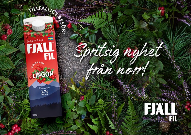 Fjällfil Lingon - Spritisig nyhet från norr