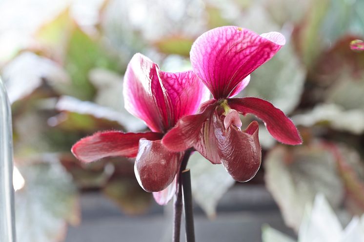 Orkidé Paphiopedium x maudiae 'Black Jack'