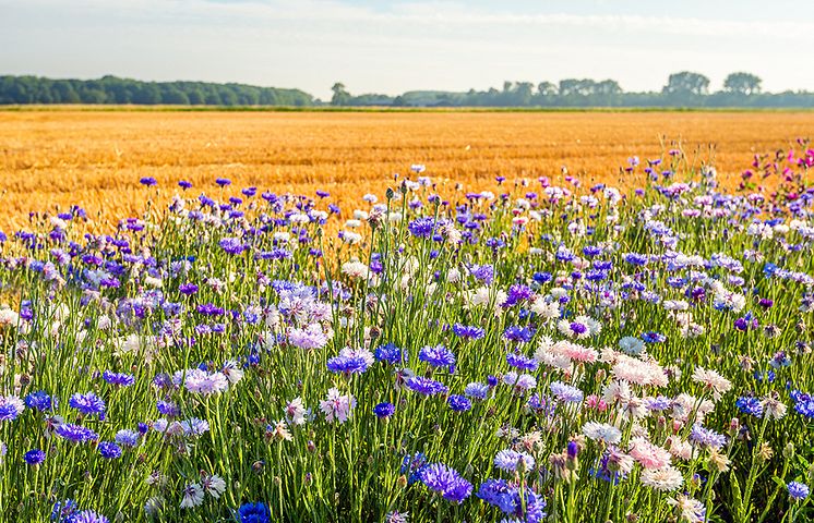 field-of-flowers-and-wheat1000px
