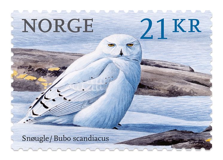 Snøugla pryder verdens vakreste frimerke 2018.