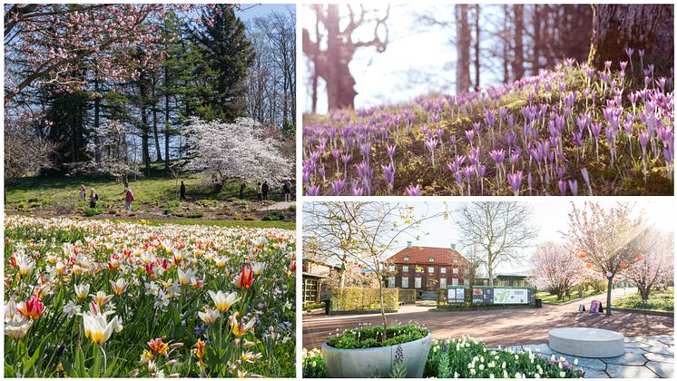 Botaniska trädgården foto Peter Kvarnström Göteborg & Co .jpg