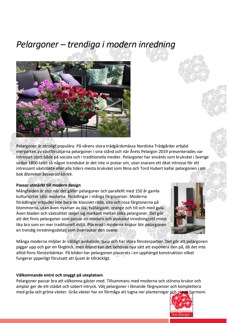 ​Pelargoner – trendiga i modern inredning