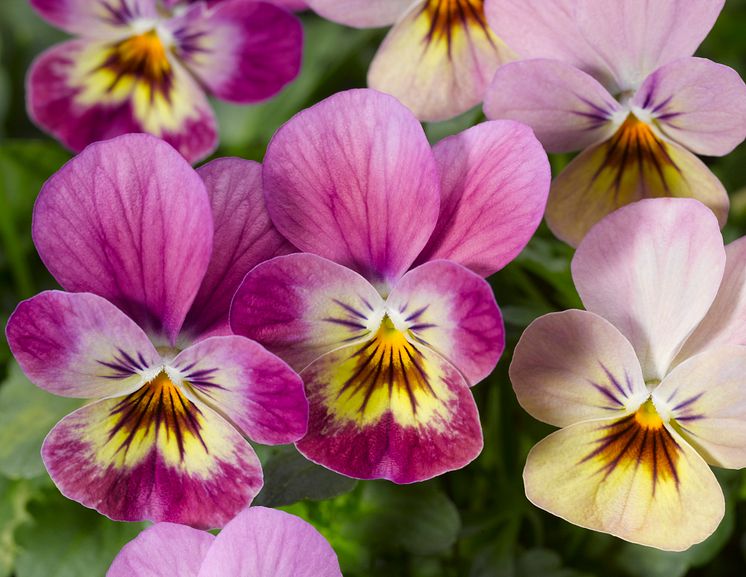 Viola cornuta 'Endurio Pink Shades'