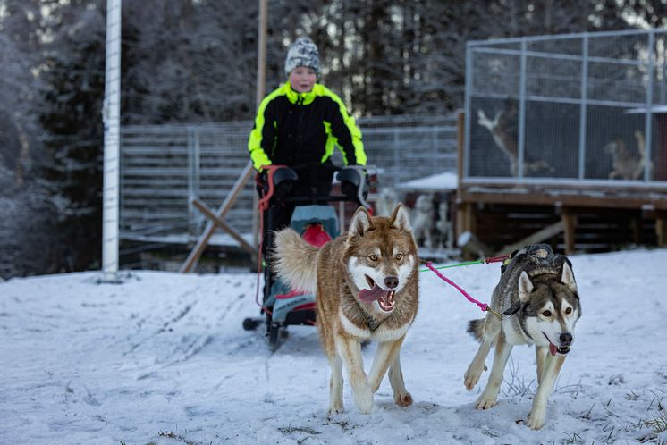 Alve, Cáppis och spannets ledarhund tillika Cáppis mamma Moony. Foto Michael Engman