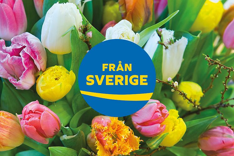 Tulpaner med ursprungsmärkningen Från Sverige