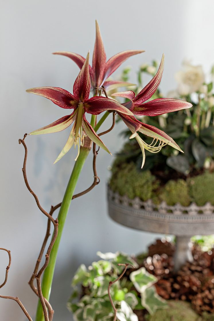 Amaryllis 'Cybister'.