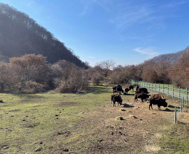 Visenterna i Shahdag National Park.jpg