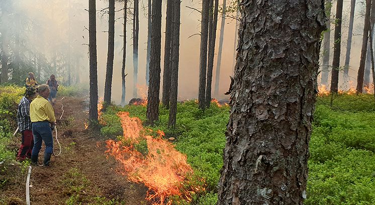 Naturvårdsbränning, naturreservatet Store Mosse