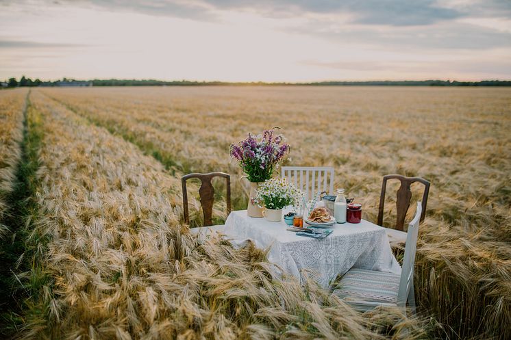 Dinner in the Field