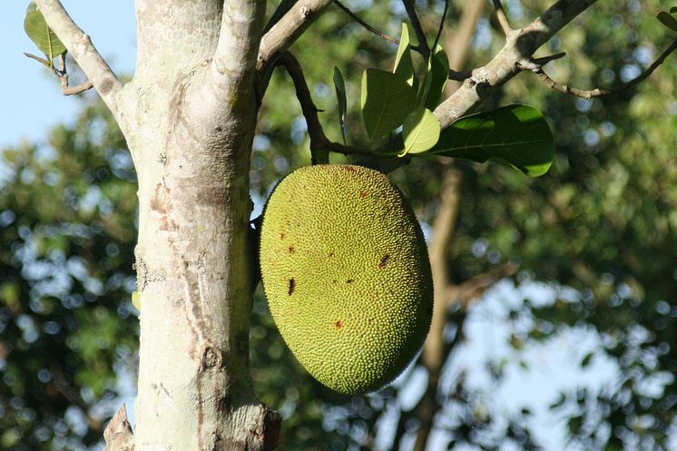 Ett fruktträd till Kambodja – 50 kr