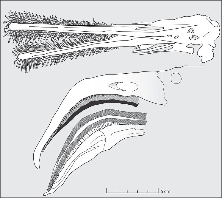 Ctenochasma och chileflamingo