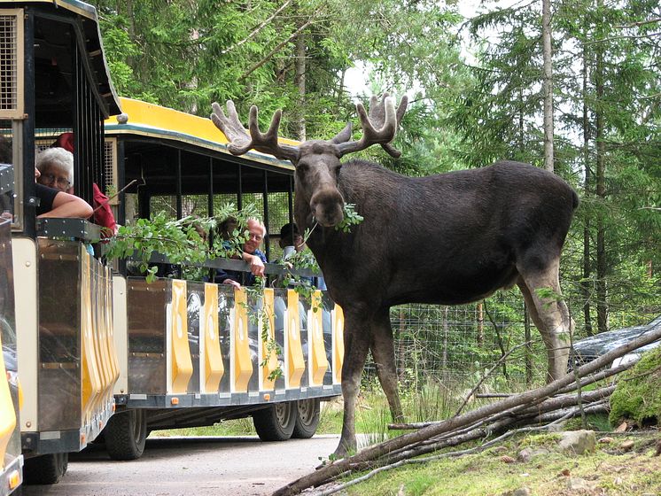 Smålandet Älgsafari i Markaryd