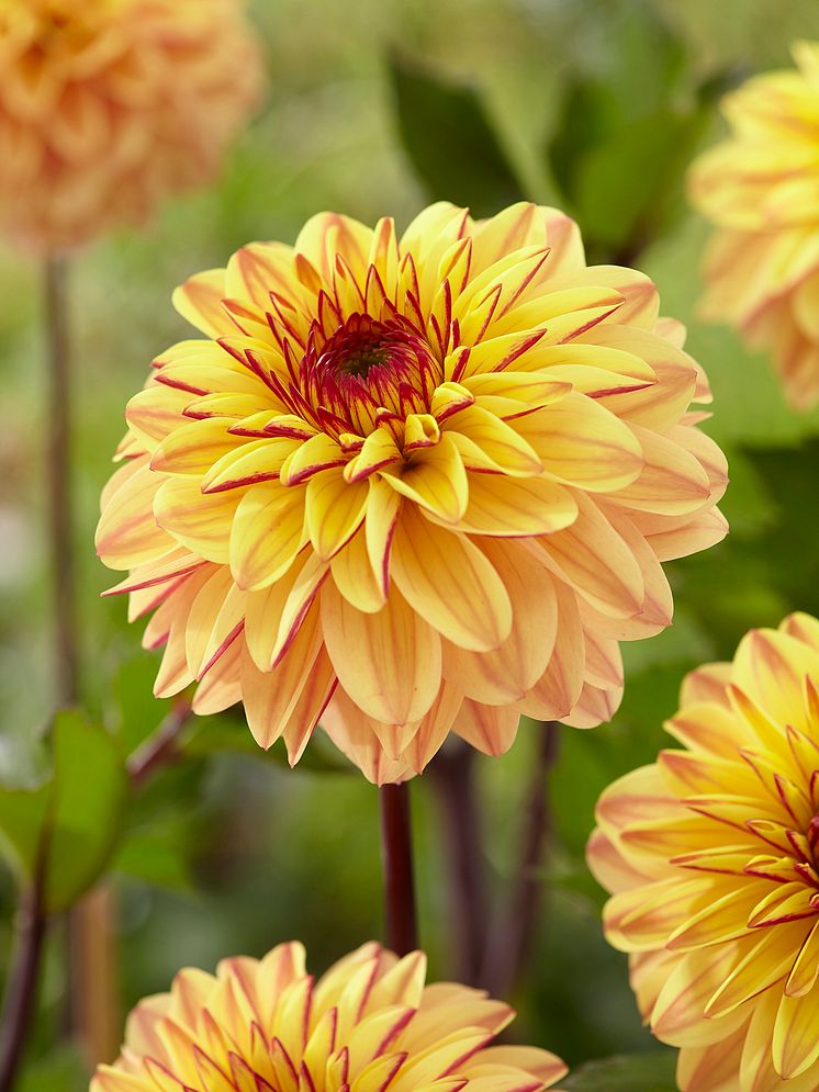 Dahlia Gelia.jpg