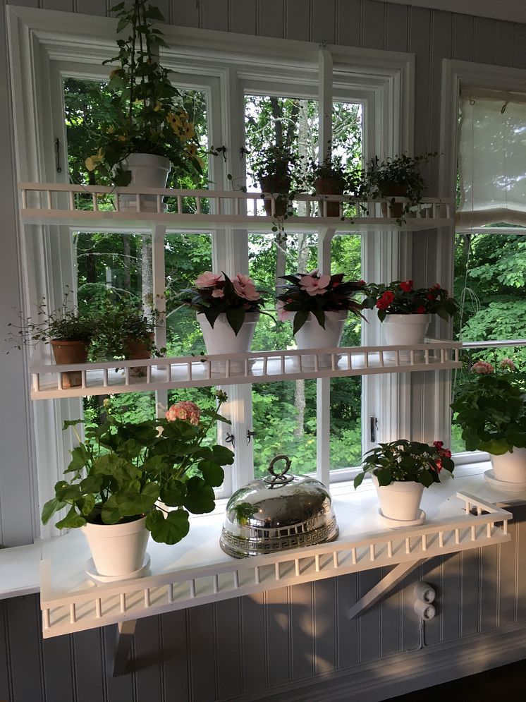 Svenskodlade växter i fönstret