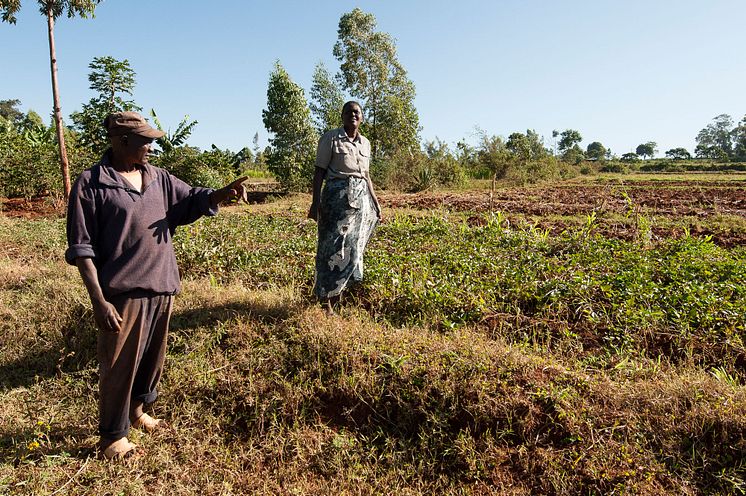 Innan agroforestry