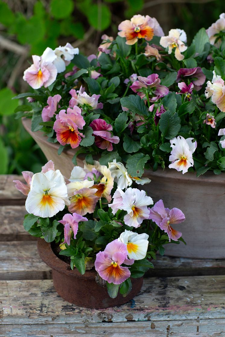 Viola wittrockiana Fancy Peach Shades foto annikasnaturligating (7).jpg