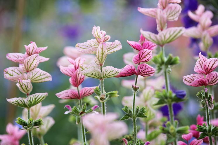 Blomster