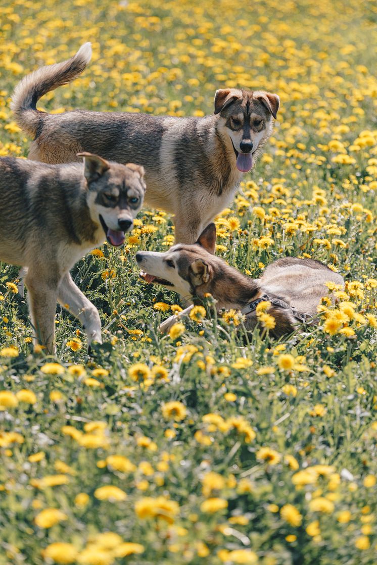 Husky House