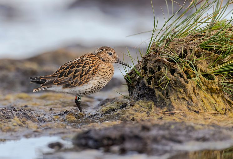 Southern Dunlin juvenile orange mint green M Ottenby Sweden June 20_fotoMattiasUllman.jpg