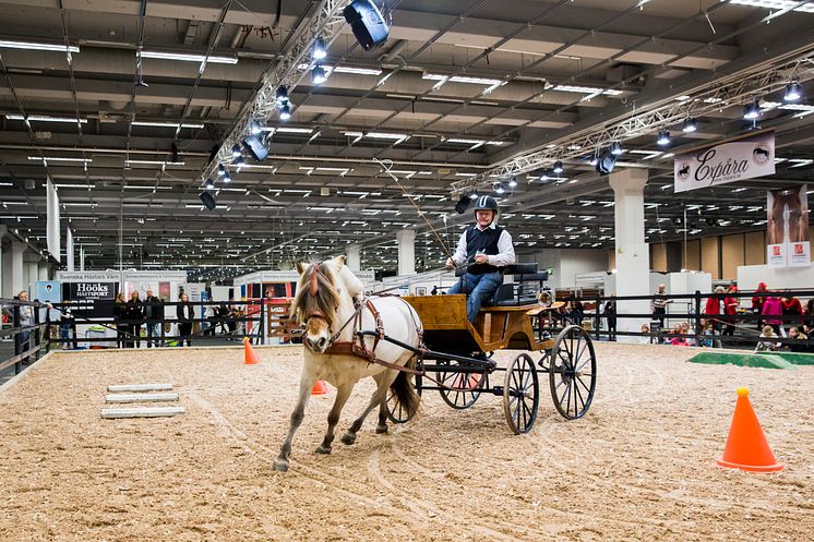 Fjordhästföreningen har uppvisning på EuroHorse 2014