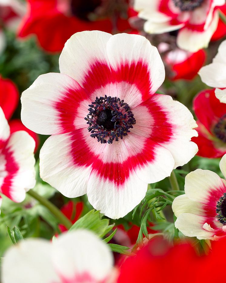 Anemone Duet.jpg