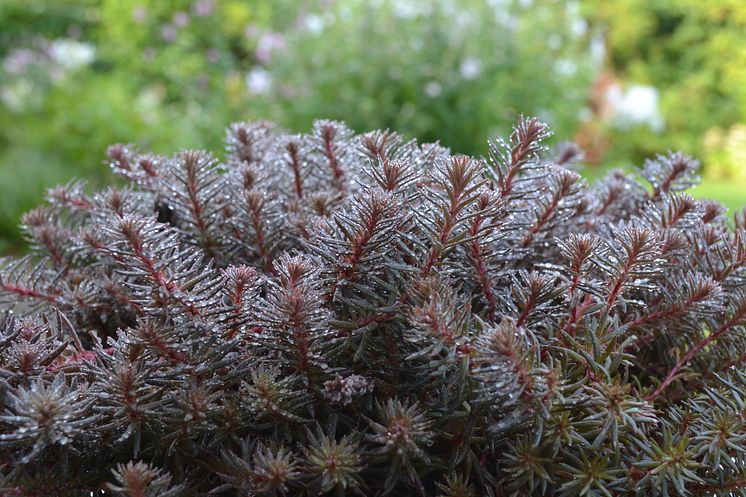  Sedum 'Chocolate Ball'