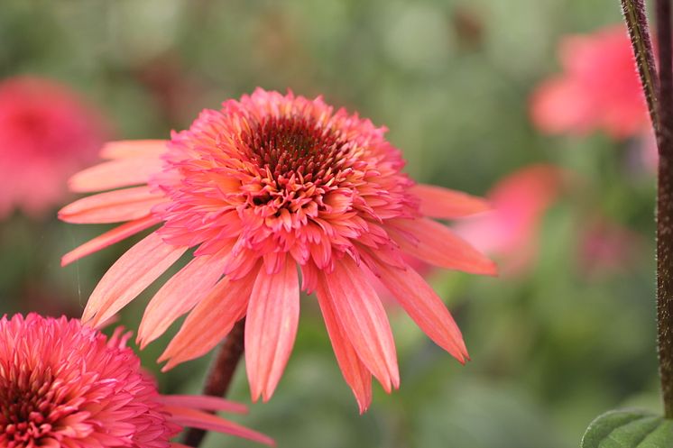 Rudbeckia, Echinacea 'Guava Ice' vårnyhet 2014 Blomsterlandet