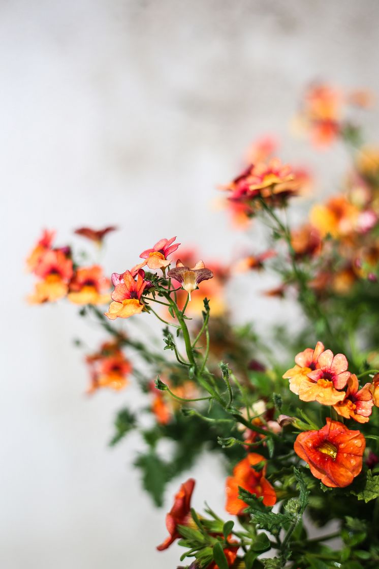 Nemesia Sunsatia 'Blood orange'